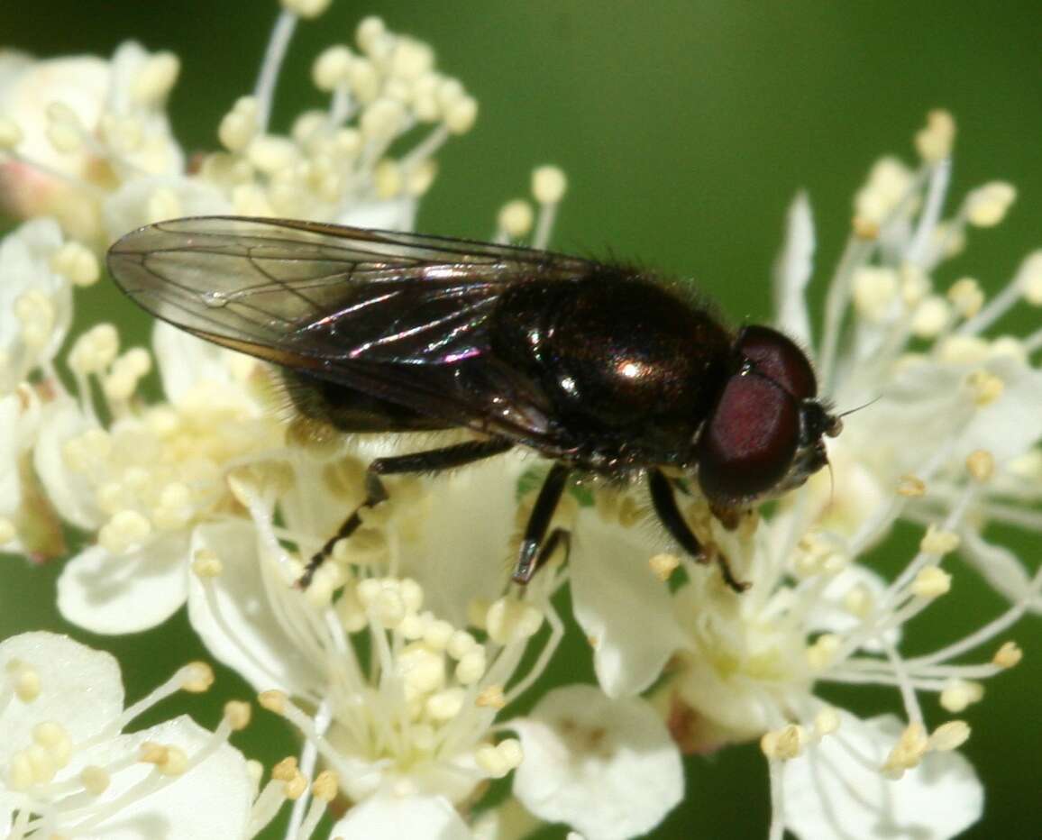 Image of Cheilosia vernalis (Fallen 1817)