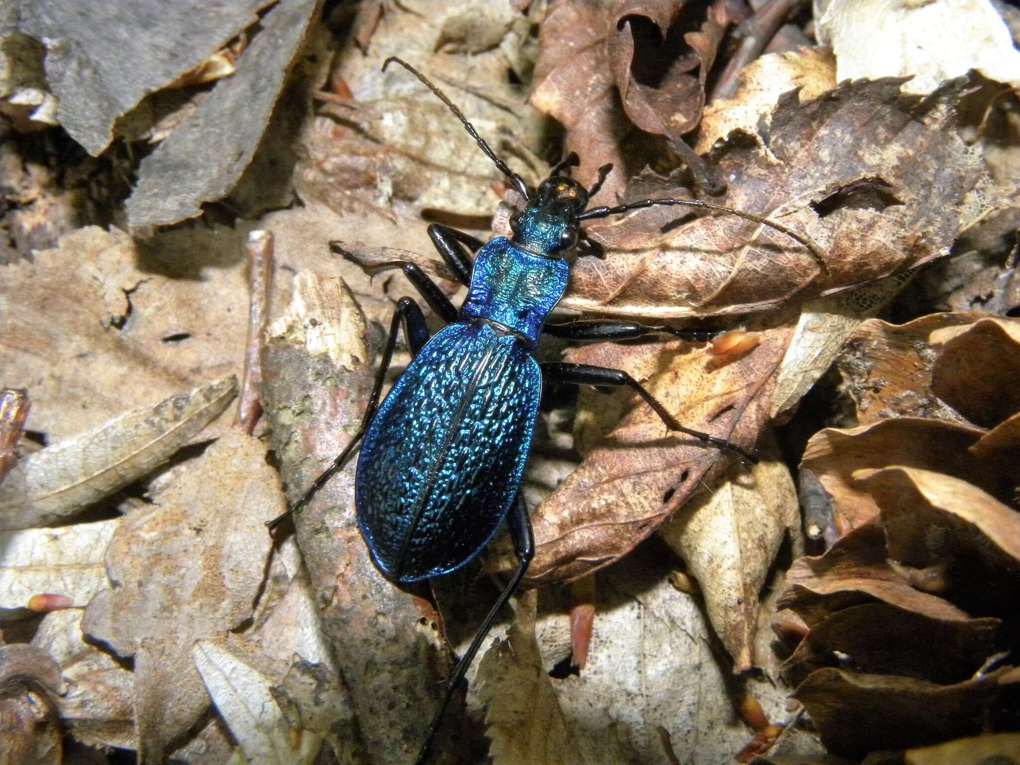 Image of Blue Ground Beetle