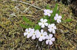 Imagem de Phlox diffusa Benth.