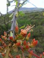 Imagem de Fouquieria splendens subsp. breviflora Henrickson