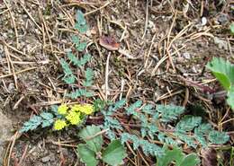 Image of cascade desertparsley