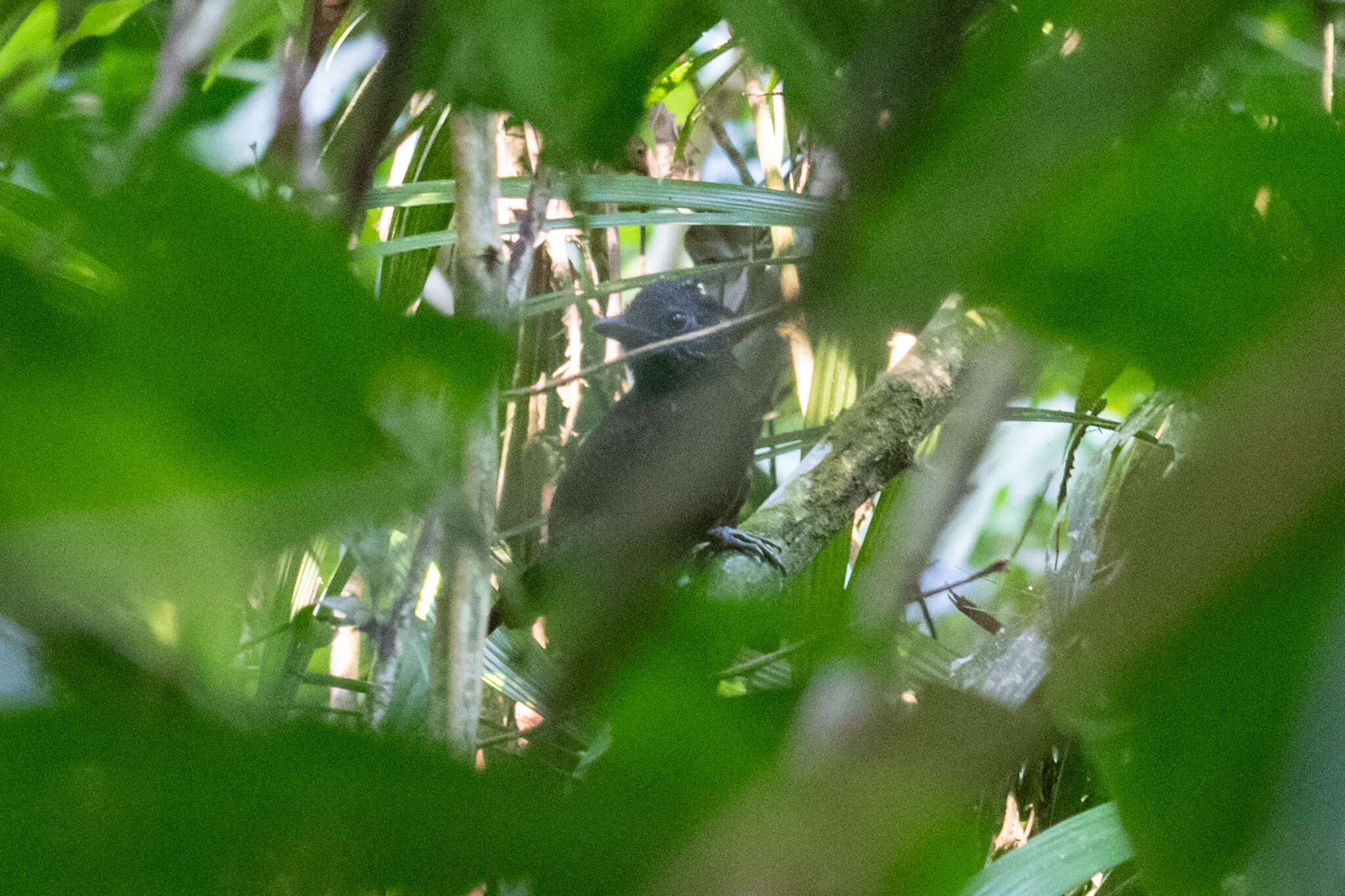 Image of Fulvous Antshrike