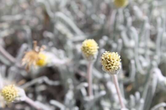 Image of Tridax candidissima A. Gray