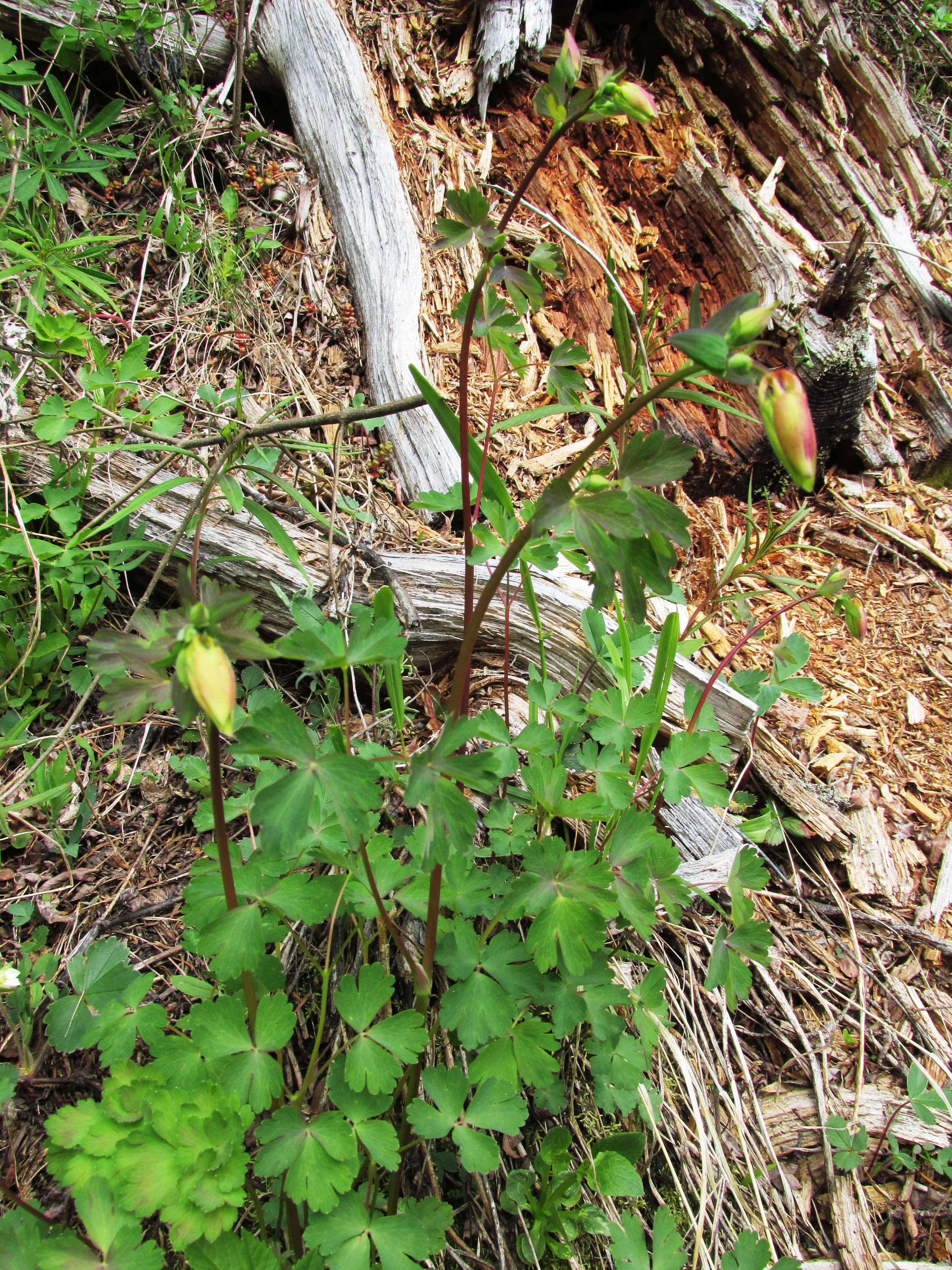 Image of western columbine