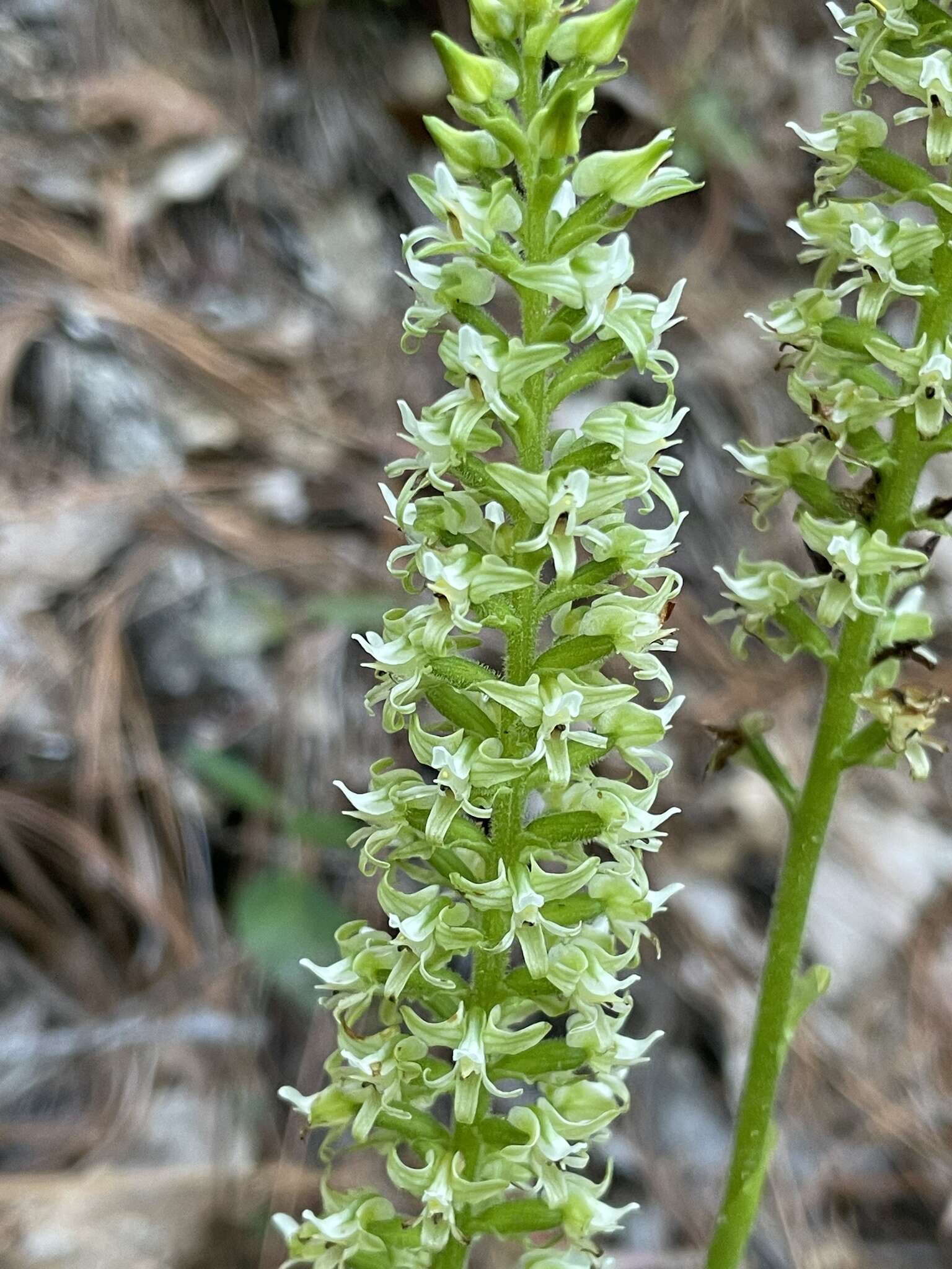 Plancia ëd Ponthieva mexicana (A. Rich. & Galeotti) Salazar