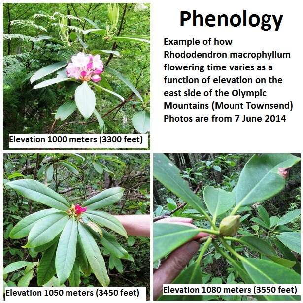 Image of Pacific rhododendron