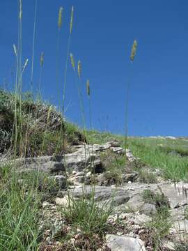 صورة Psathyrostachys rupestris (F. N. Alex.) Nevski