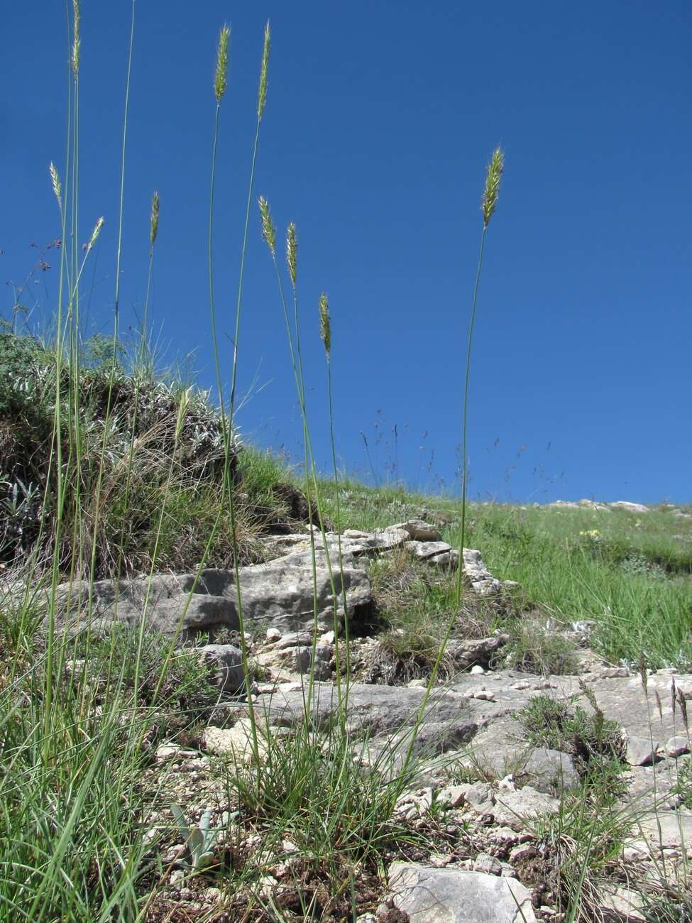 Image of Psathyrostachys rupestris (F. N. Alex.) Nevski