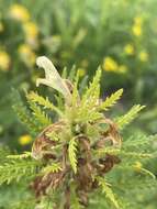 Imagem de Pedicularis foliosa L.