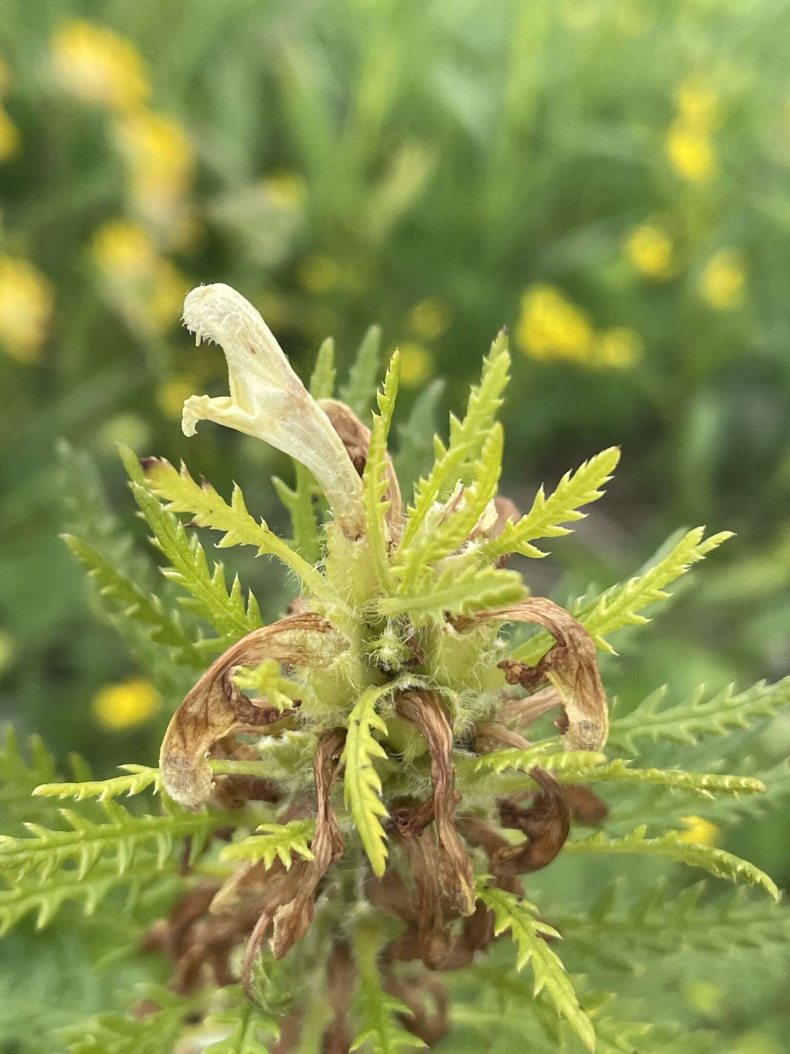 Imagem de Pedicularis foliosa L.