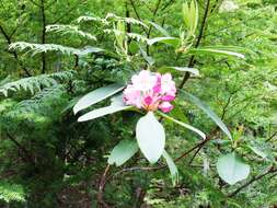 Image of Pacific rhododendron