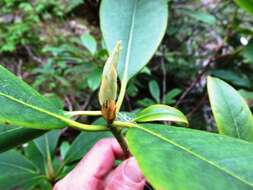 Image of Pacific rhododendron