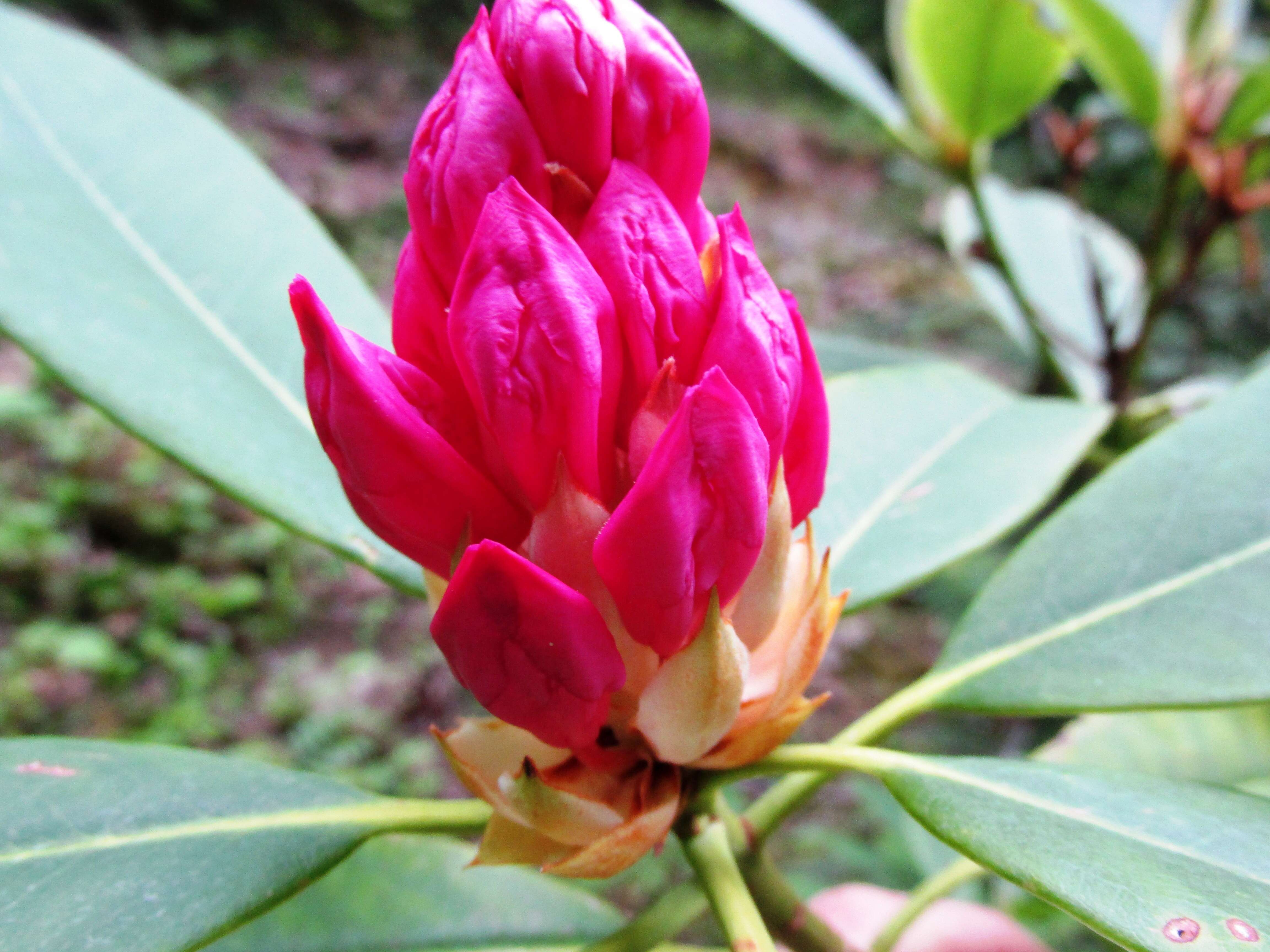 Image of Pacific rhododendron