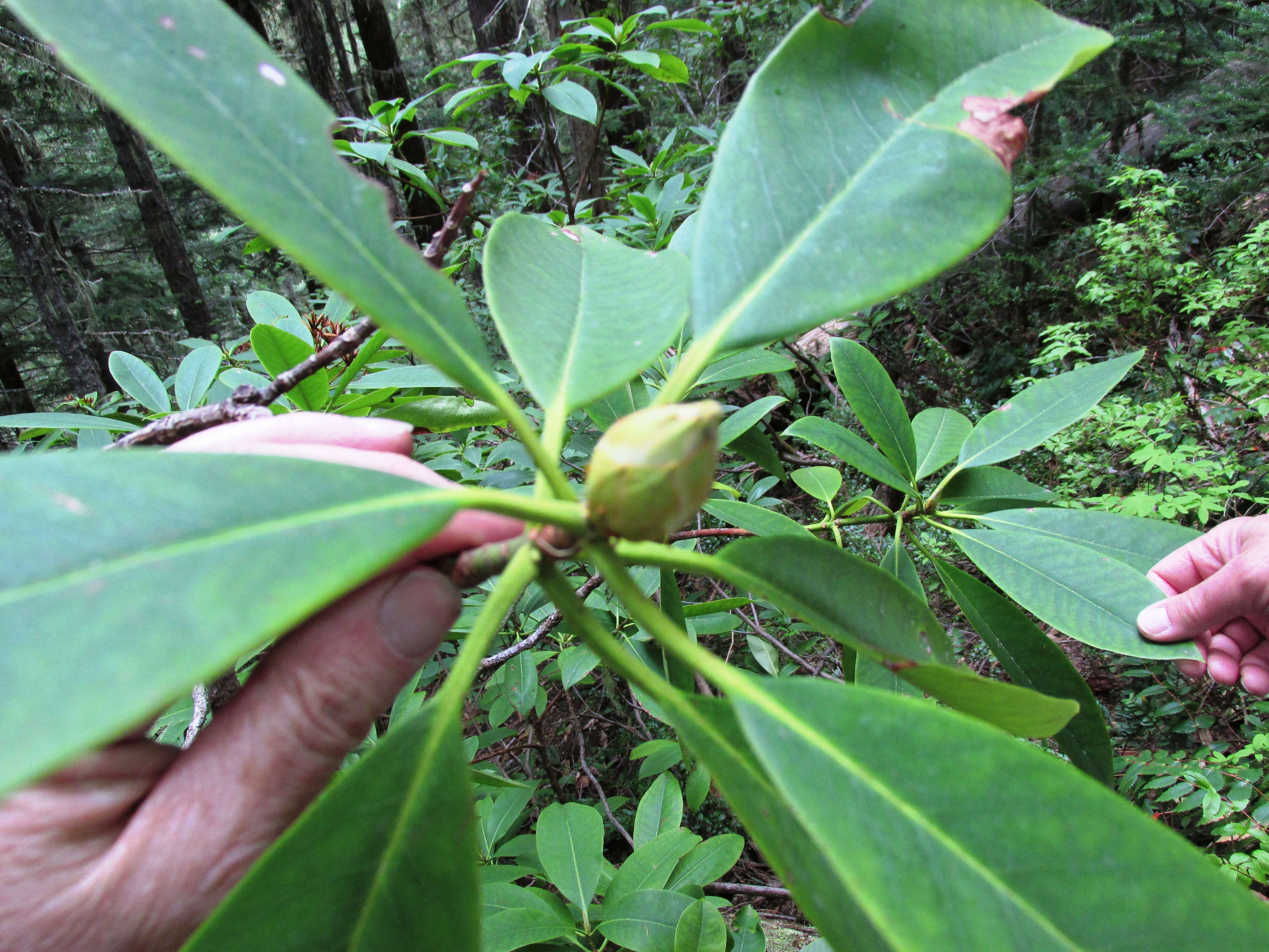 Image of Pacific rhododendron