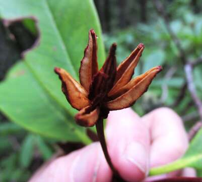 Image of Pacific rhododendron