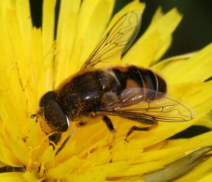 Imagem de Eristalis arbustorum (Linnaeus 1758)