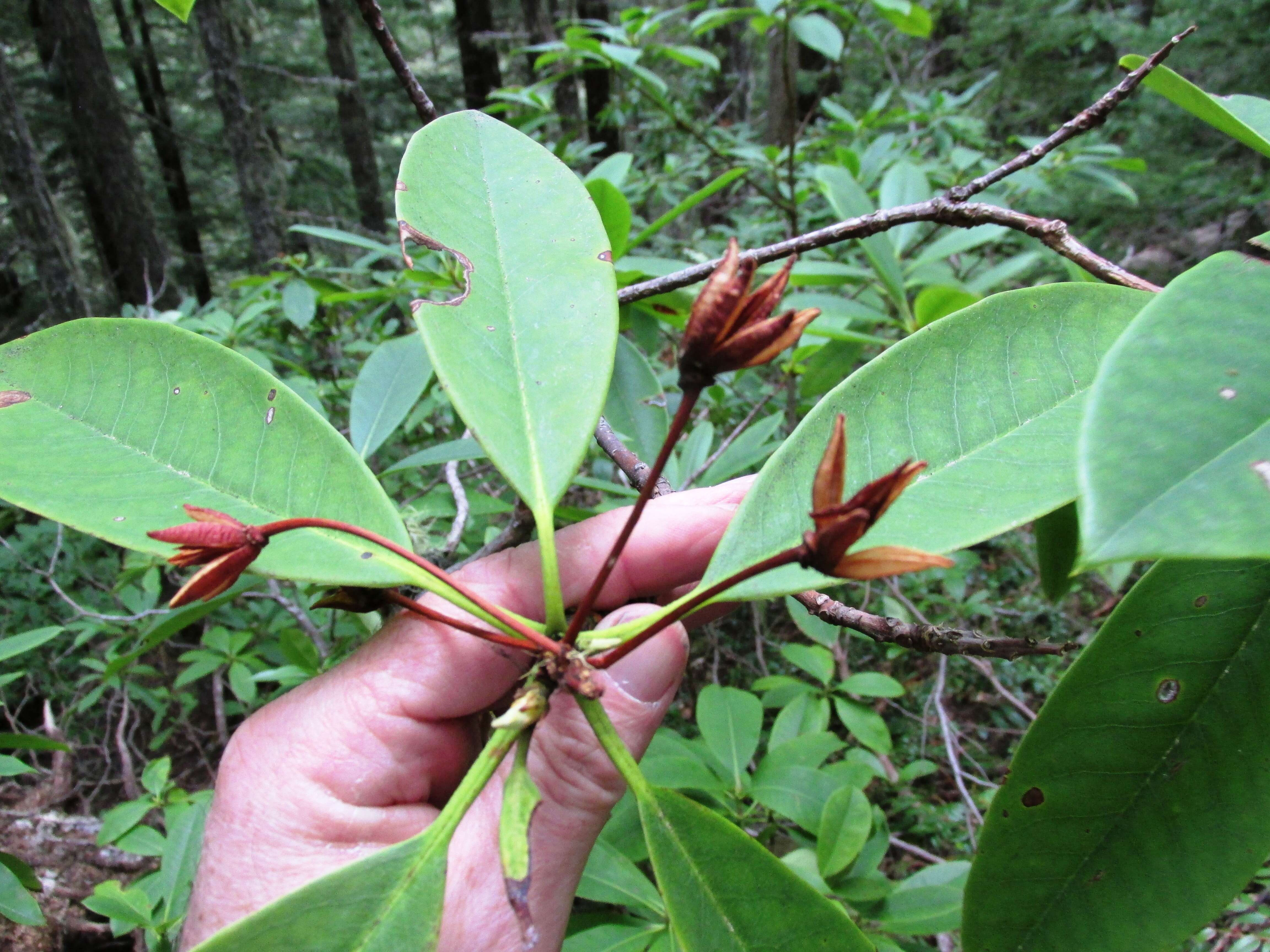 Image of Pacific rhododendron