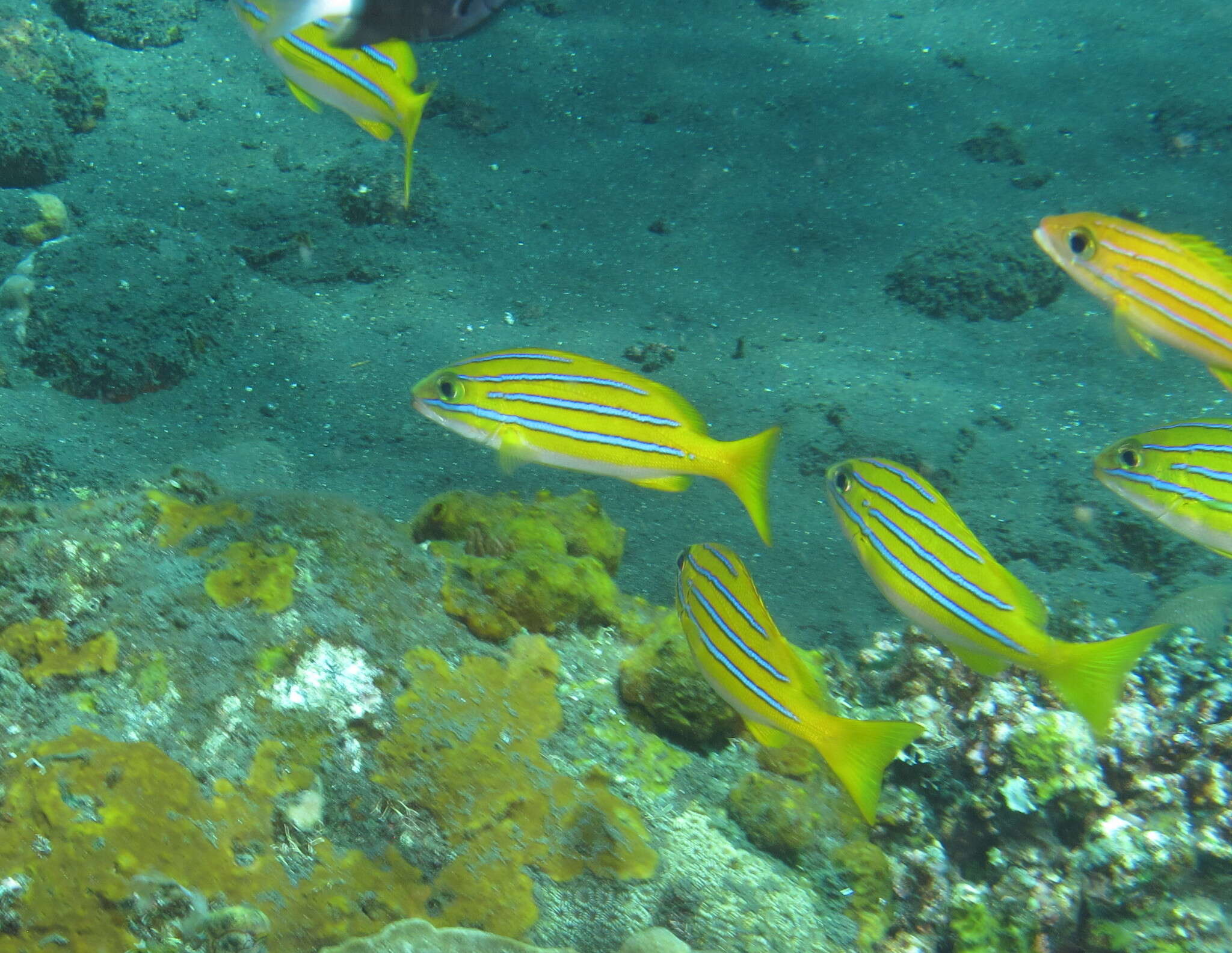 Image of Bengal snapper