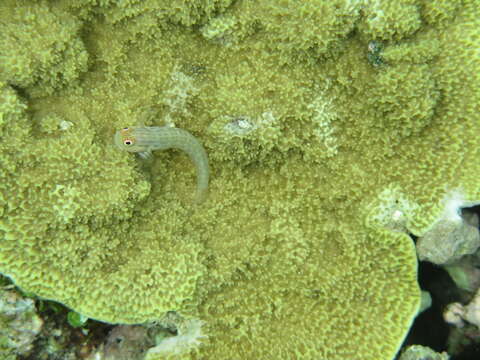 Image of Great Barrier Reef Blenny