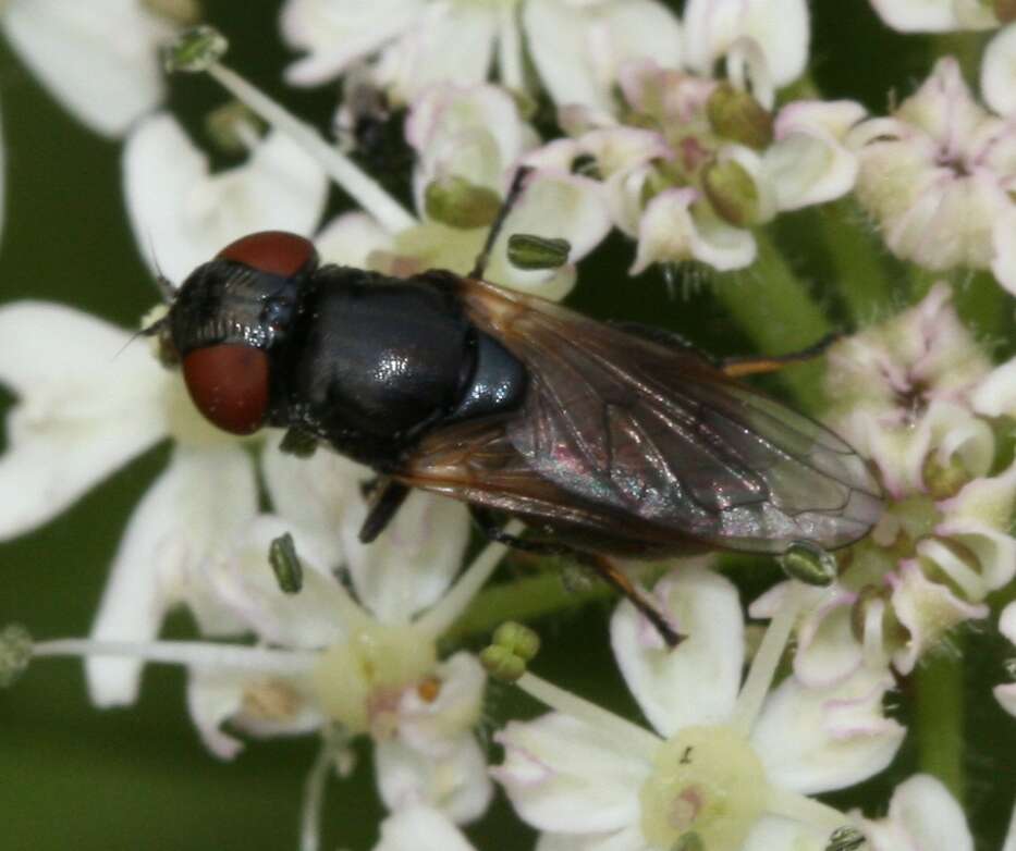 Слика од Chrysogaster cemiteriorum (Linnaeus 1758)