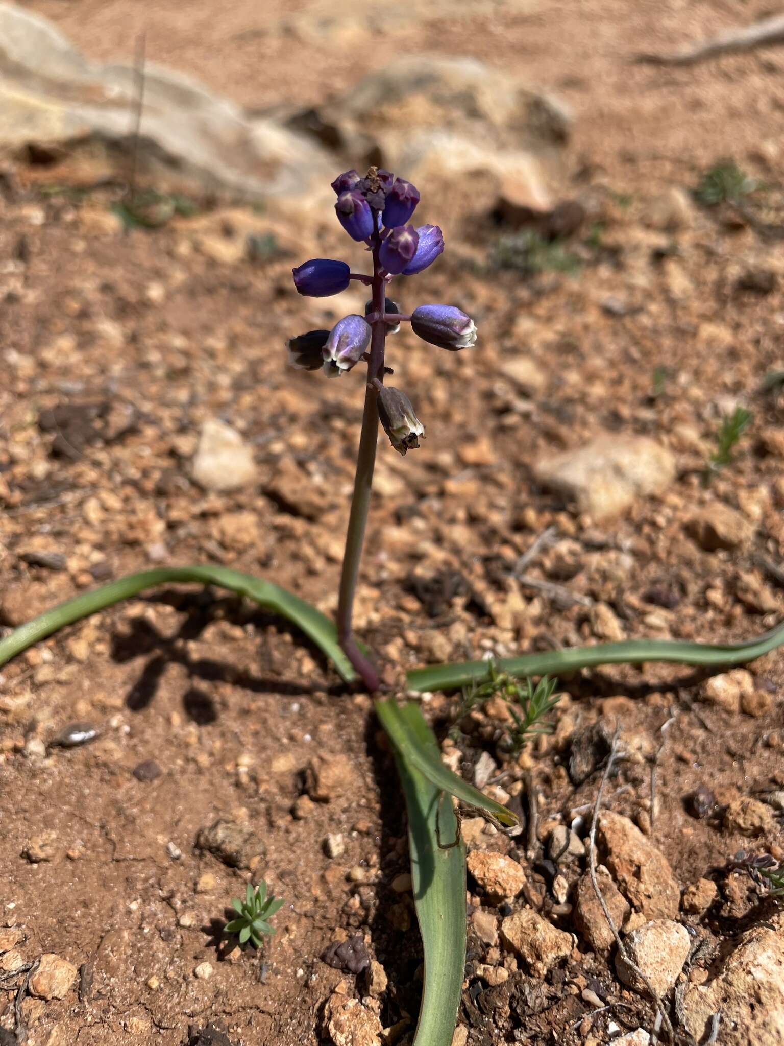 Image of Bellevalia dubia subsp. hackelii (Freyn) Feinbrun