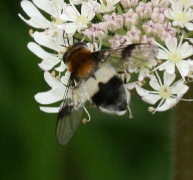 Image of Leucozona lucorum (Linnaeus 1758)