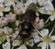 Слика од Chrysogaster cemiteriorum (Linnaeus 1758)