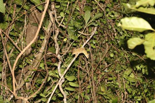 Image of Mossy prehensile-tailed gecko