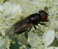 Слика од Chrysogaster cemiteriorum (Linnaeus 1758)