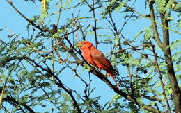 Imagem de Sanhaçu-vermelho