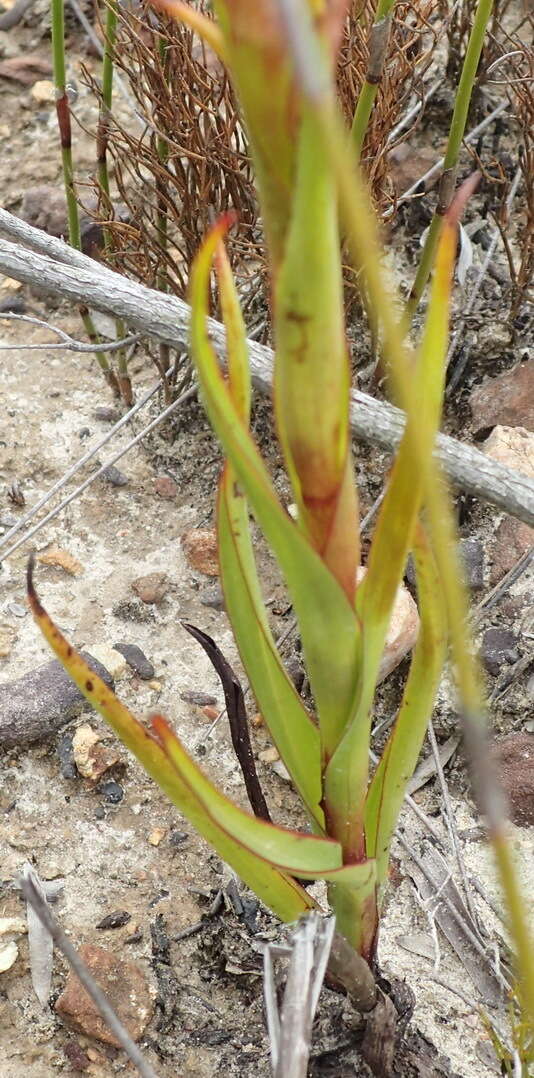 Image of Disa reticulata Bolus