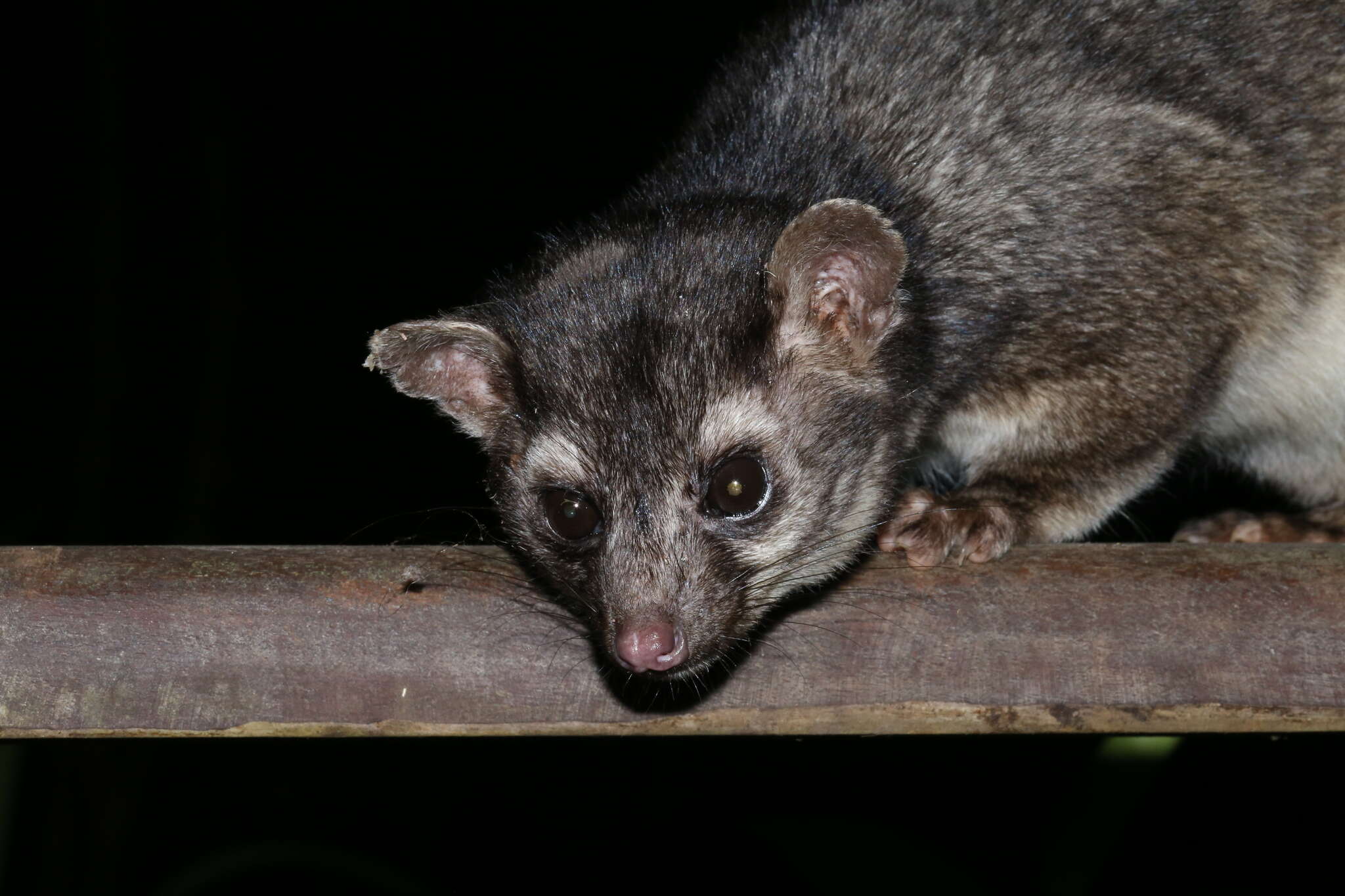 Image of Central American Cacomistle