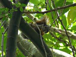 Image of Sciurus subgen. Guerlinguetus Gray 1821