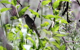 Image of Dusky-capped Flycatcher