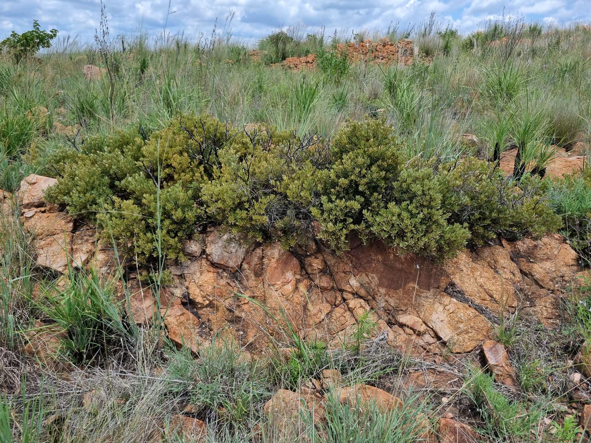 Image of Searsia magalismontana subsp. magalismontana