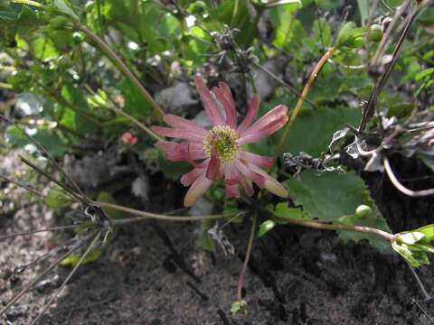 Image of Knowltonia vesicatoria subsp. humilis H. Rasmussen