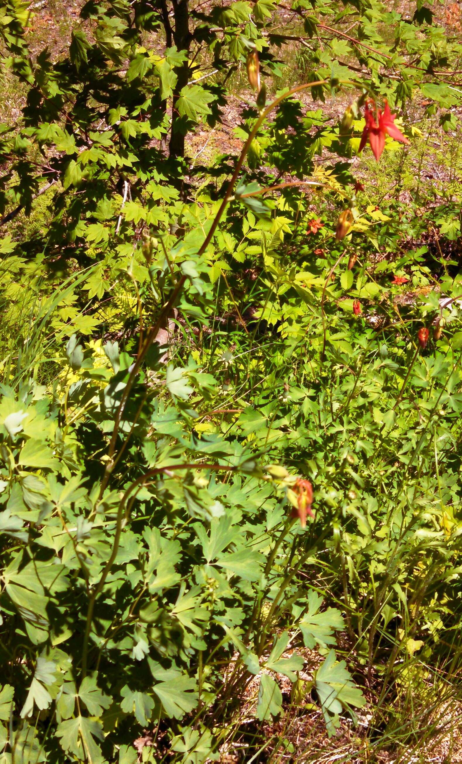 Image of western columbine