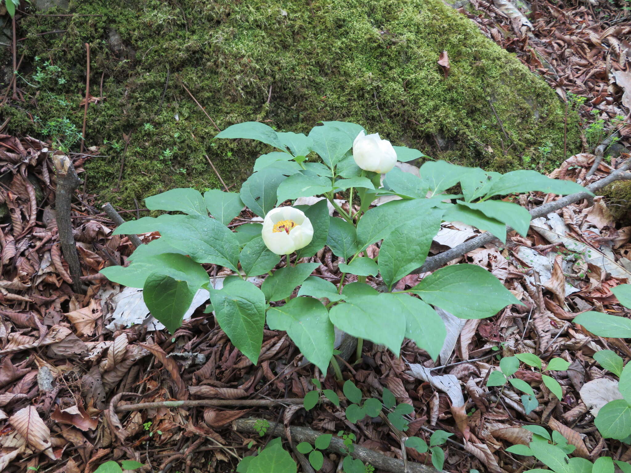 Image of Paeonia obovata subsp. japonica (Makino) Halda