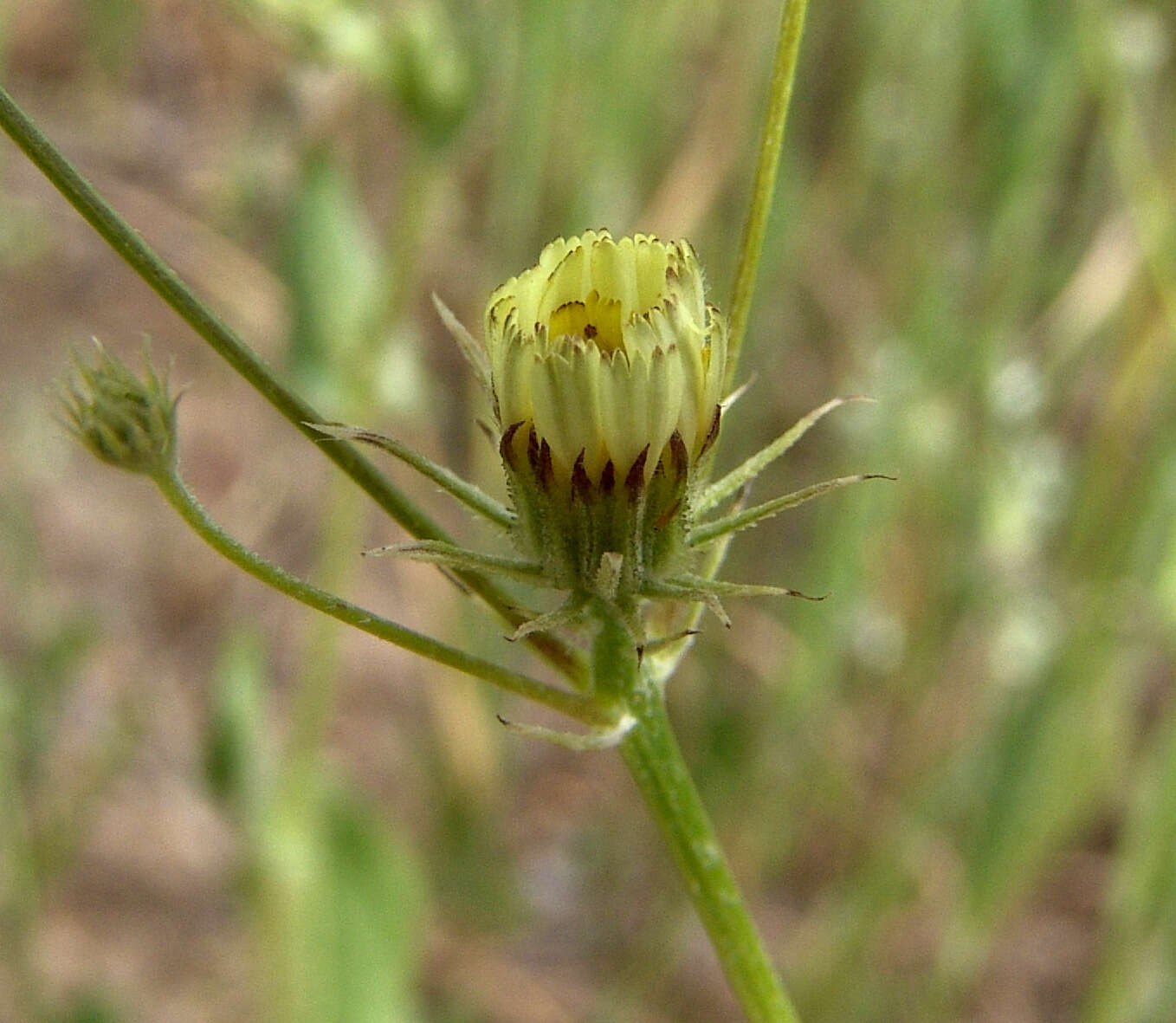 Imagem de Tolpis umbellata Bert.