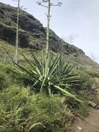 Plancia ëd Agave sisalana Perrine