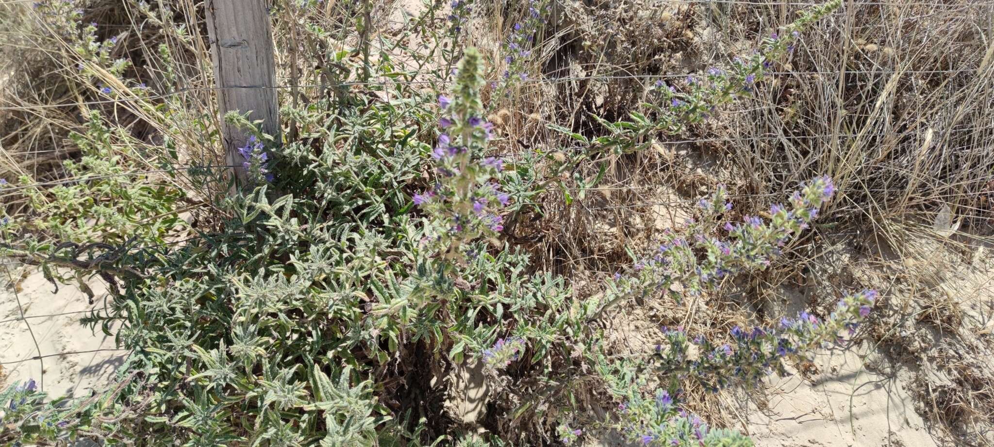 Image of Echium gaditanum Boiss.