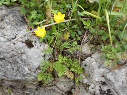 Image of Ranunculus millefoliatus Vahl