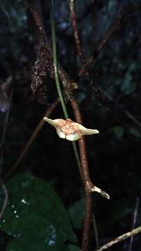 Image of Pyrinioides sinuosa Warren 1896