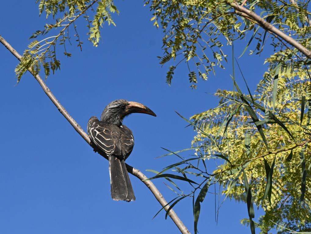 Image of Hemprich's Hornbill