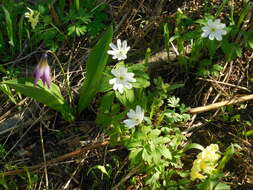 Image de Anemone altaica Fisch. ex C. A. Mey.