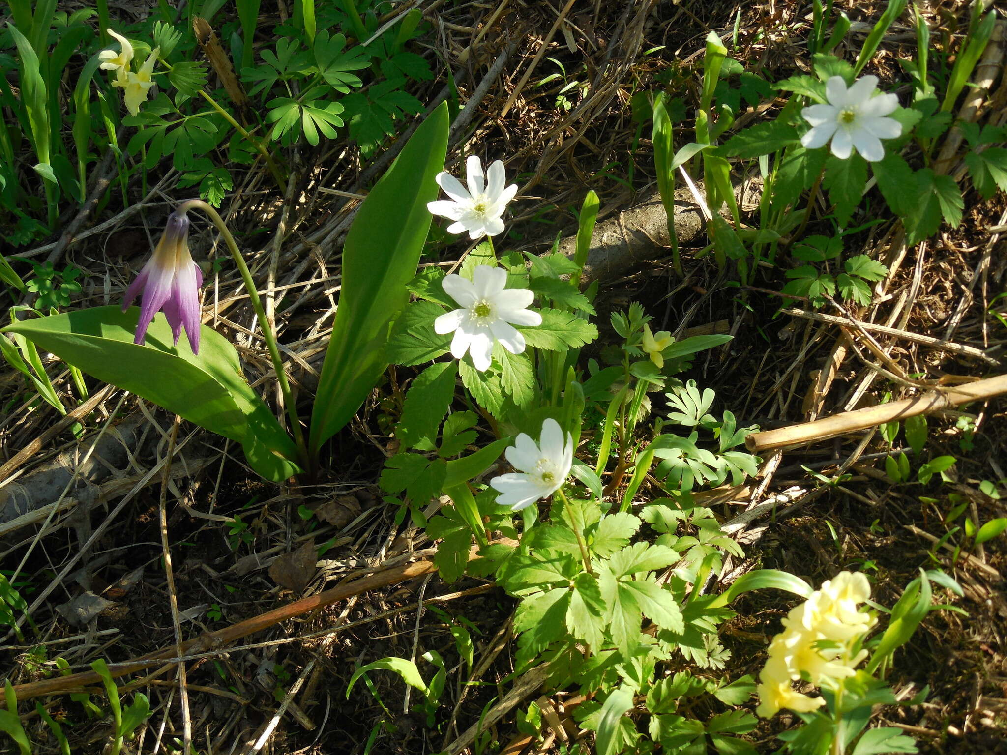 Anemone altaica Fisch. ex C. A. Mey.的圖片