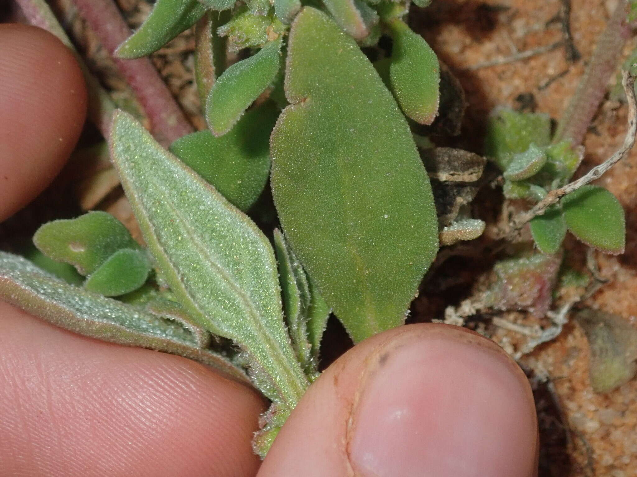 Image of Tetragonia eremaea Ostenf.