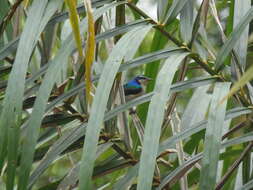 Image of Violet-tailed Sunbird