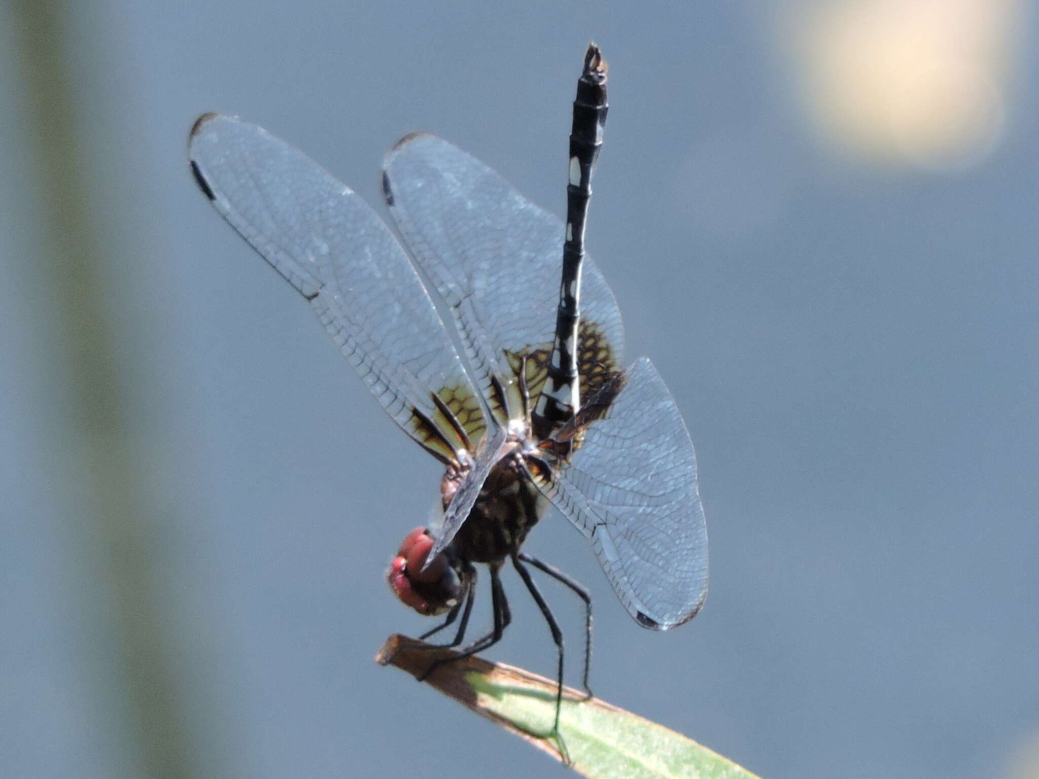 Image of Checkered Setwing