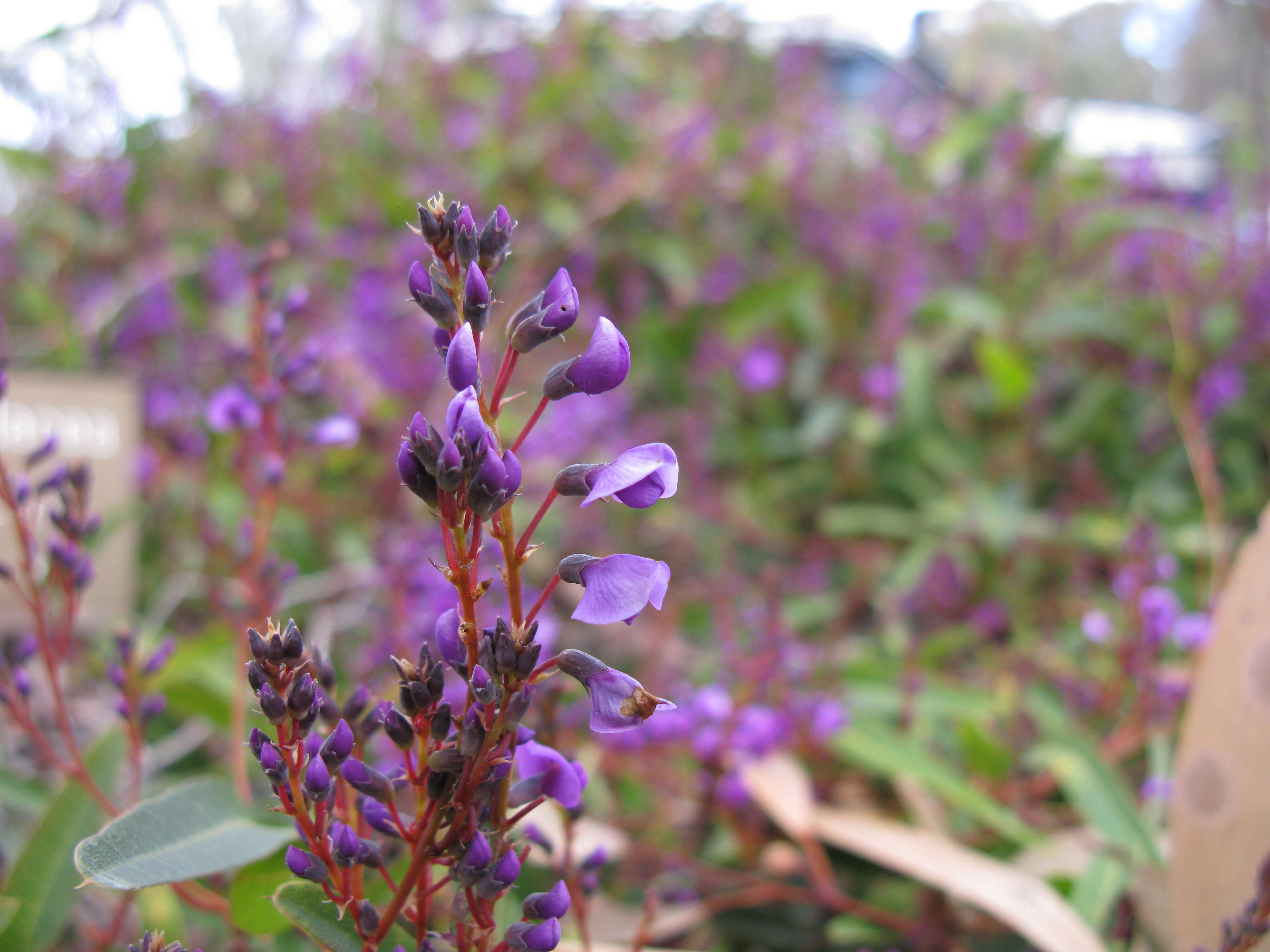 Image of coral-pea